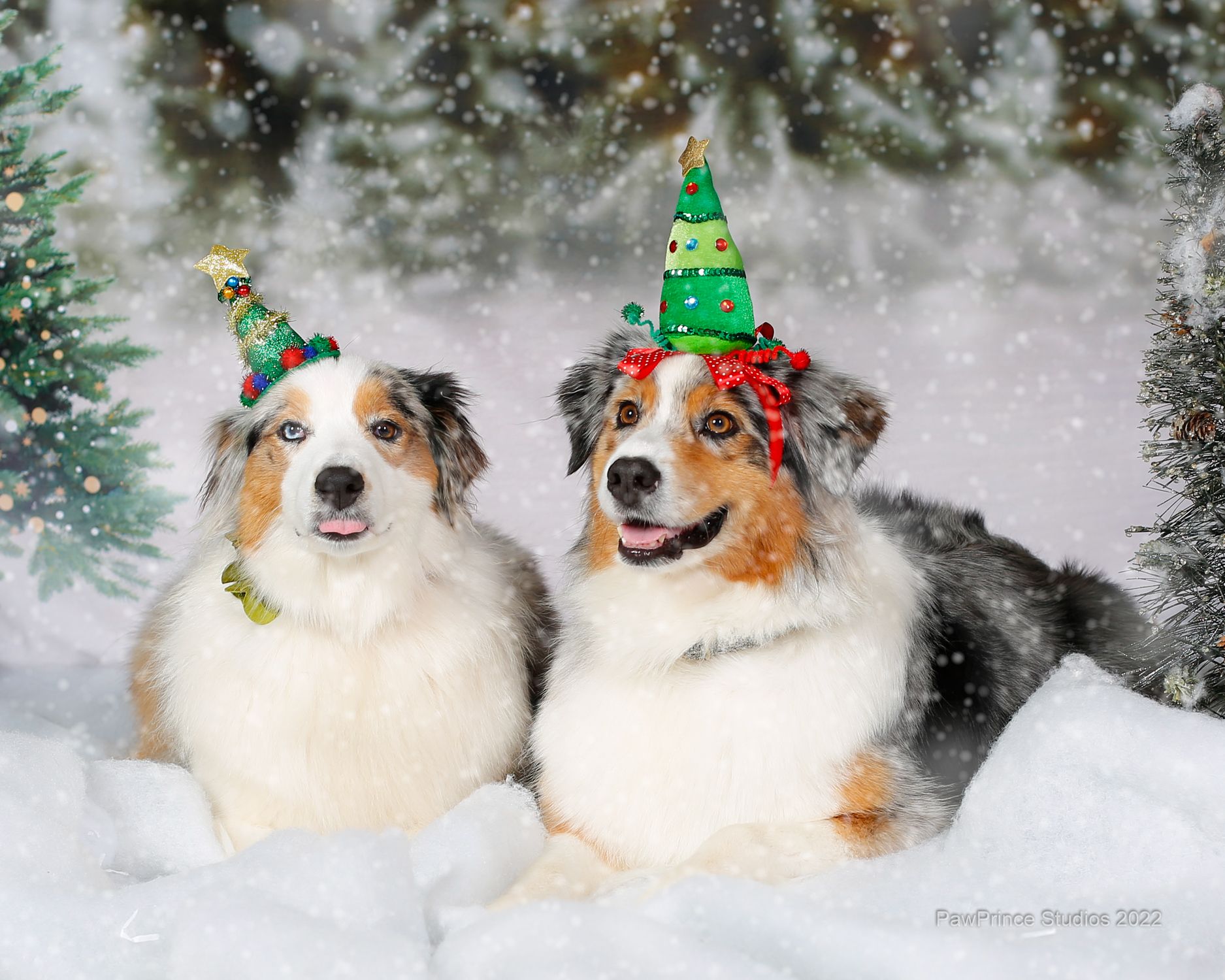 Two Australian shepherds in Christmas tree hats sitting in the snow surrounded by Christmas trees